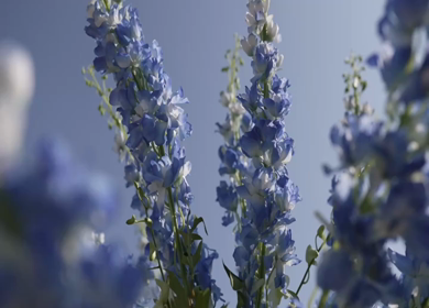 A Slow Motion Shot of an Indian Wedding Venue Decoration in India