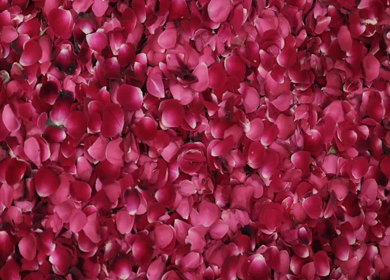 A Slow Motion Shot of an Indian Wedding Venue Decoration in India